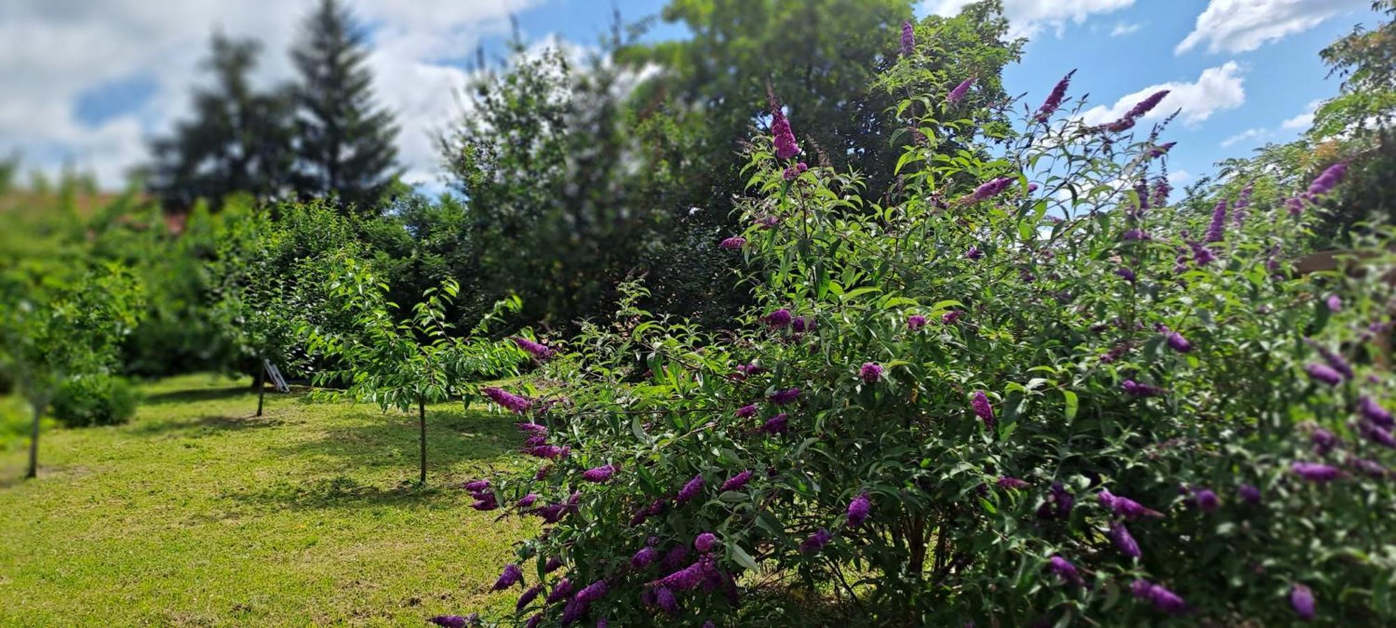 Plitzner Belvarosi Apartmanhaz Eger Buitenkant foto